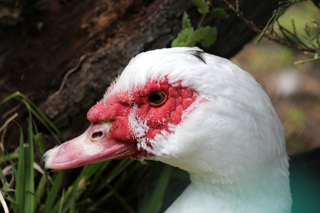 识日本的重 识日本的重